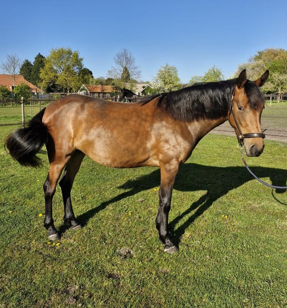 Lieve 3 jarige D - Pony, Dressuurpony, 3 tot 6 jaar, Onbeleerd, D pony (1.37m tot 1.48m)