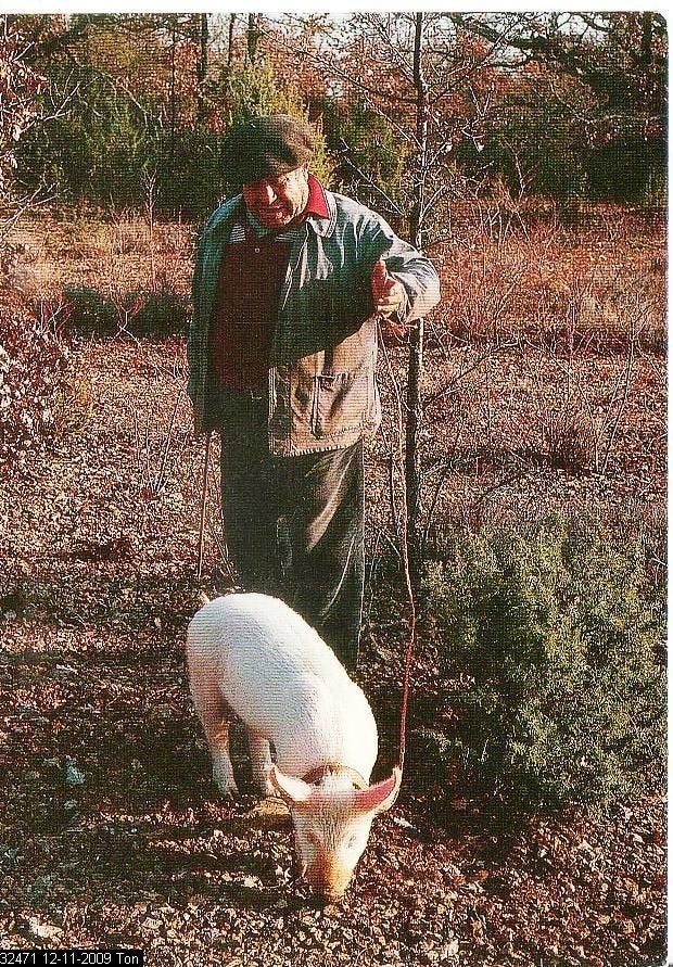 Ansichtkaart 	Truffelzoeken	boer met varken, Verzenden, 1980 tot heden, Gelopen, Overige soorten