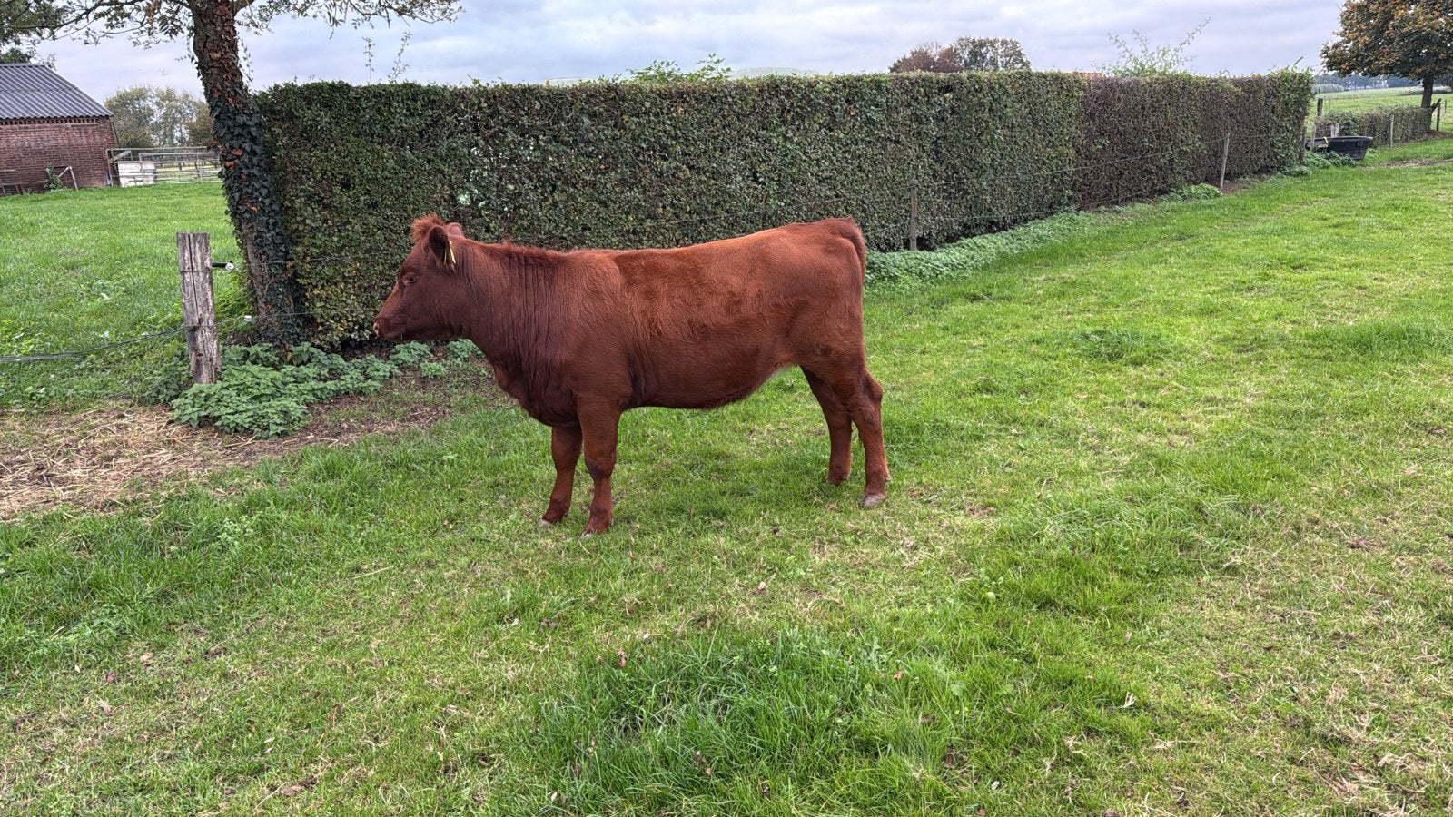 Red Angus kruising, Vrouwelijk, 0 tot 2 jaar