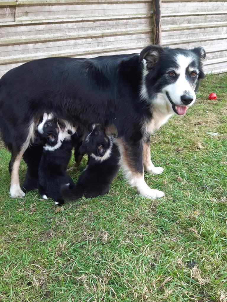 Bordercollie border collie pups met ISDS stamboom, Dieren en Toebehoren, Honden | Herdershonden en Veedrijvers, Parvo, Sheepdog