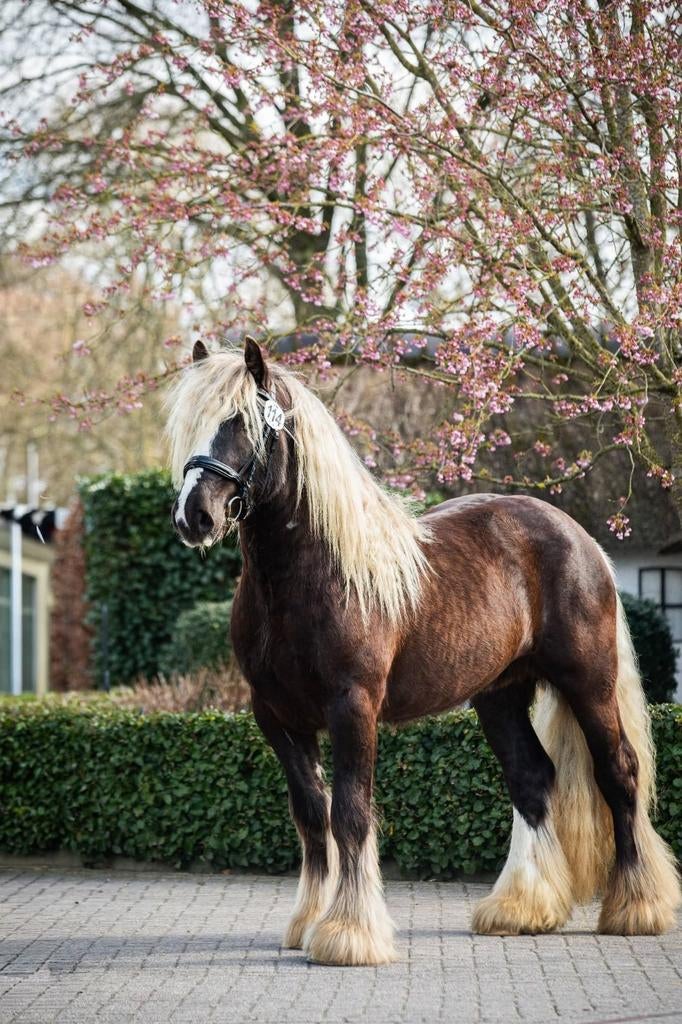 2 prachtige goed gekeurde tinker hengsten ter dekking, Dieren en Toebehoren, Hengst