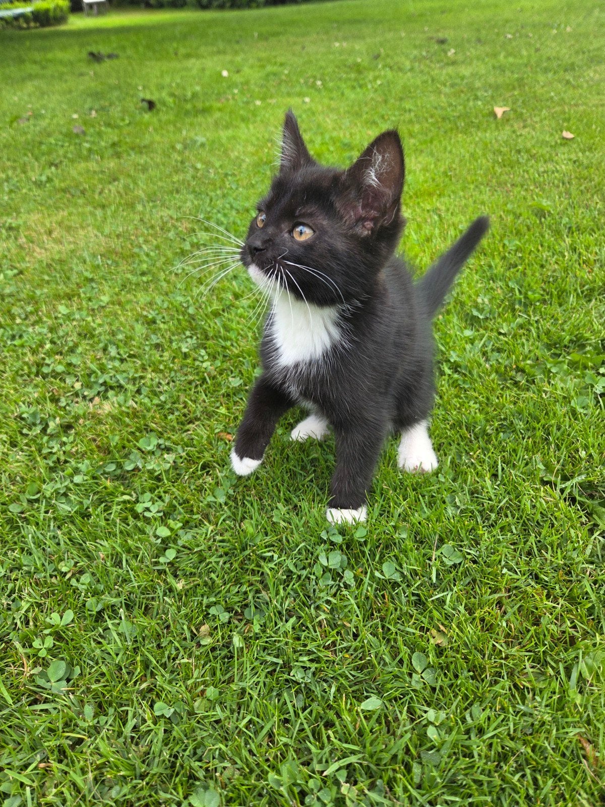 4 kittens (vrouwtjes), Dieren en Toebehoren, Katten en Kittens | Overige Katten, Poes
