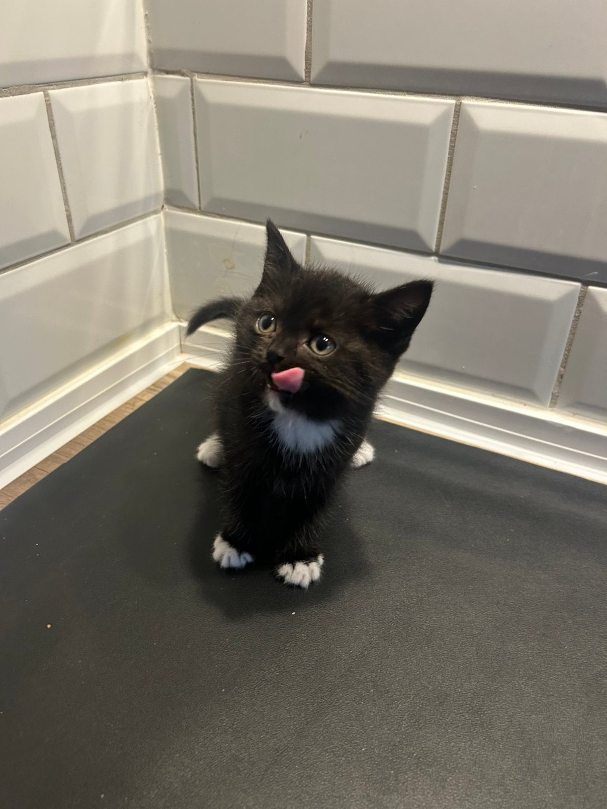 Laatste britsekorthaar kitten! Mag direct mee, Dieren en Toebehoren, Katten en Kittens | Overige Katten, Poes, Kortharig, 0 tot 2 jaar