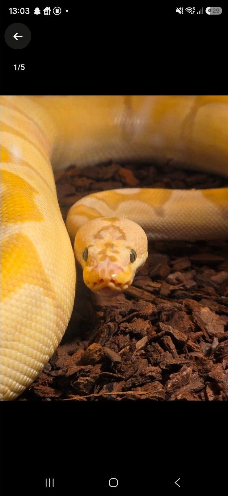 ballpython, koningspython, banana enchi pastel clown, Dieren en Toebehoren, Reptielen en Amfibieën, Slang, 0 tot 2 jaar