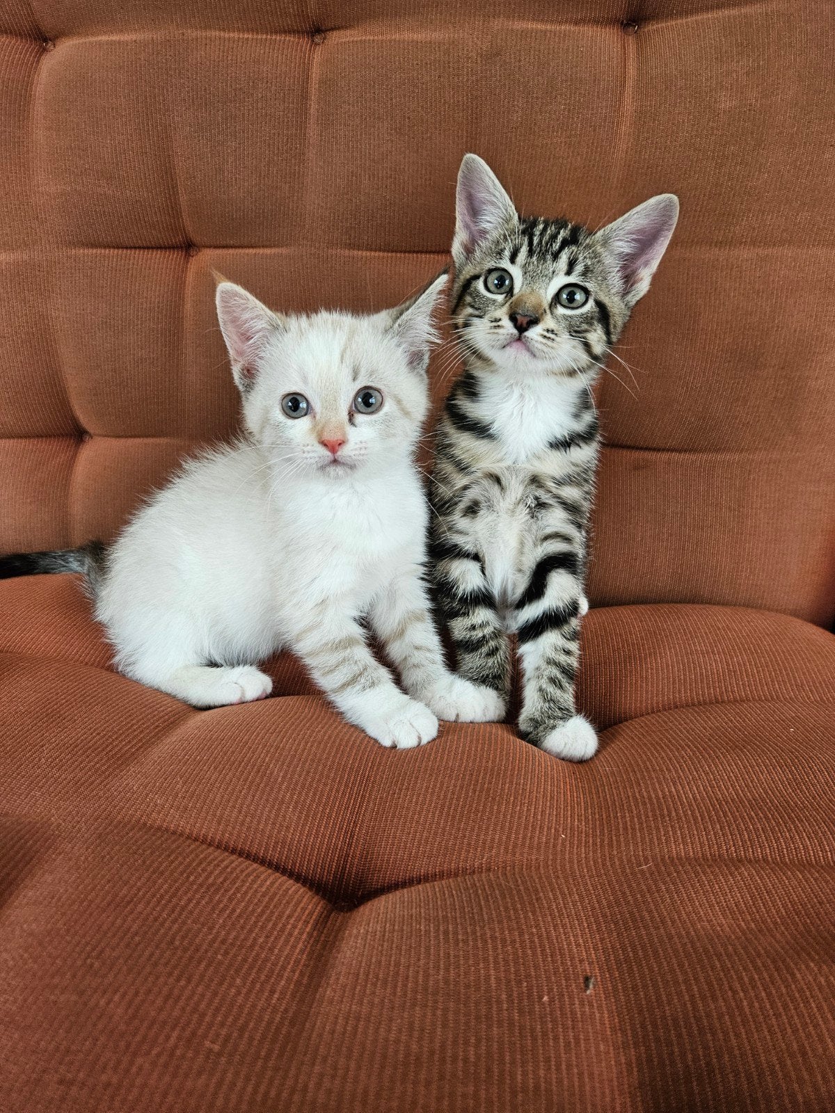 schattige RagdollBengaalse kittens, Meerdere dieren, Kortharig, 0 tot 2 jaar