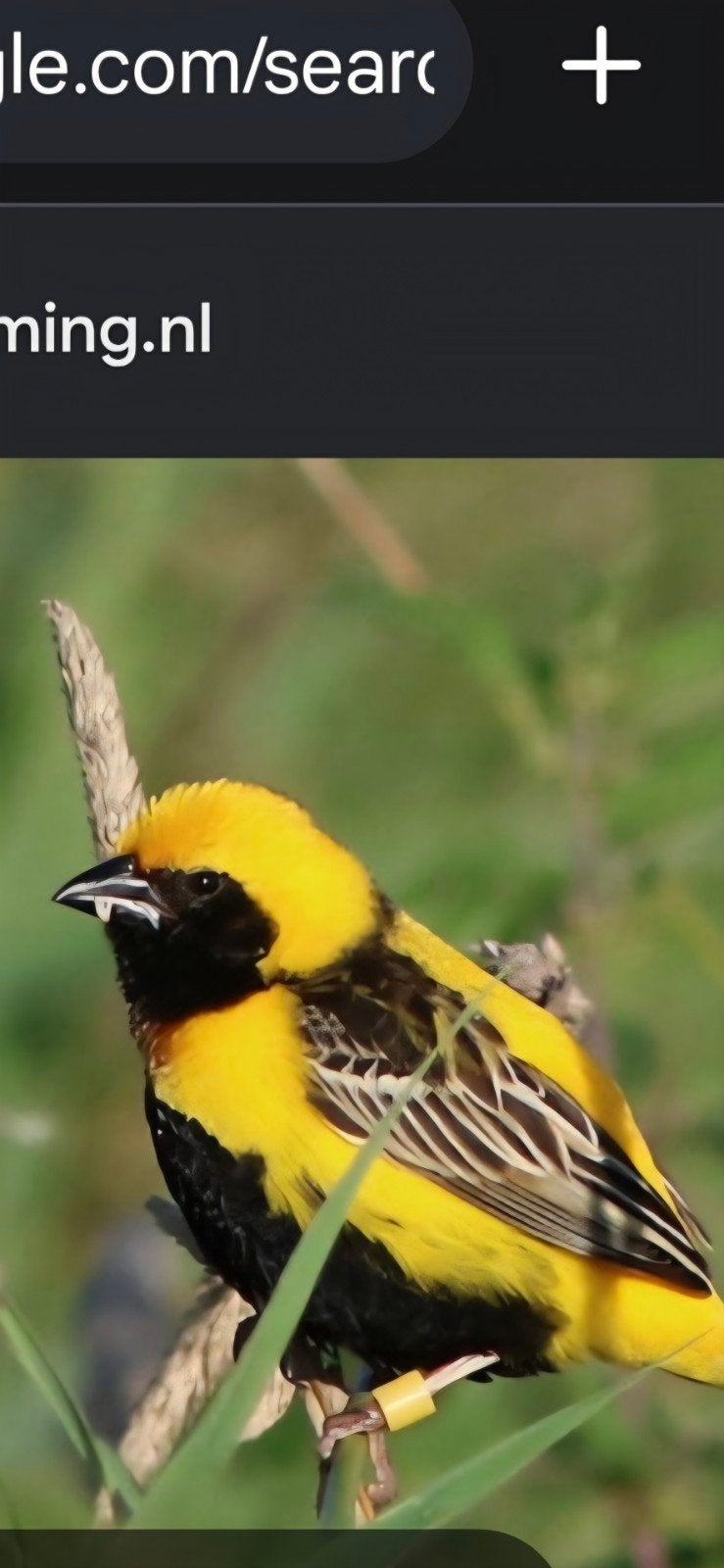 napoleonwever man, Dieren en Toebehoren, Vogels | Overige Vogels, Mannelijk