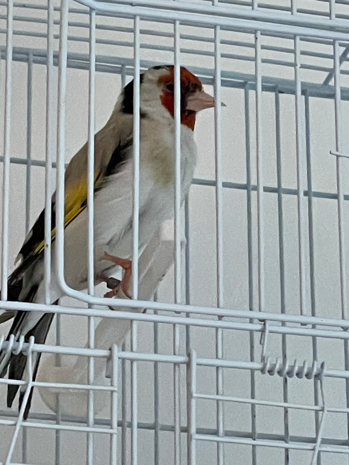 putter man,2023, Dieren en Toebehoren, Vogels | Kanaries, Mannelijk, Bastaard