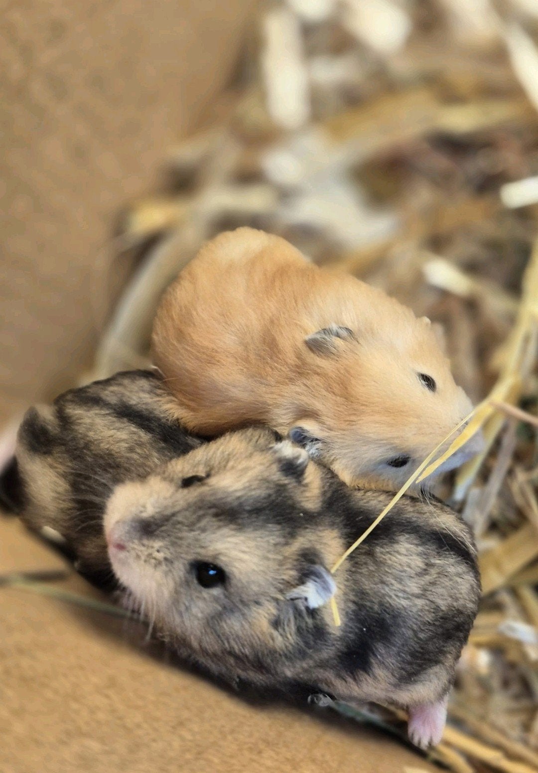 dwerghamsters te koop!, Dieren en Toebehoren, Knaagdieren, Meerdere dieren, Hamster, April, Tam