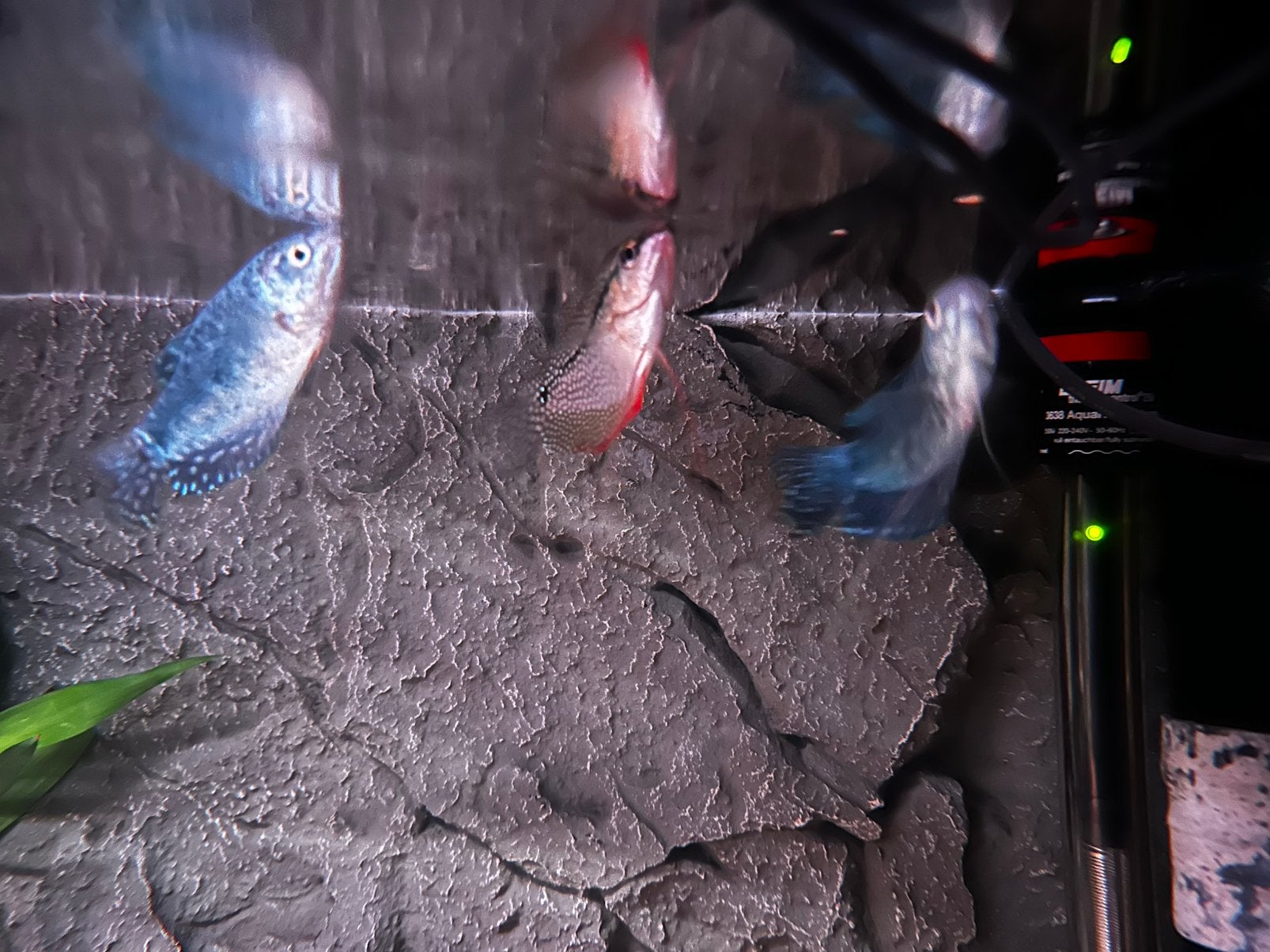 3 Gourami’s, Dieren en Toebehoren, Vissen | Aquariumvissen, Vis