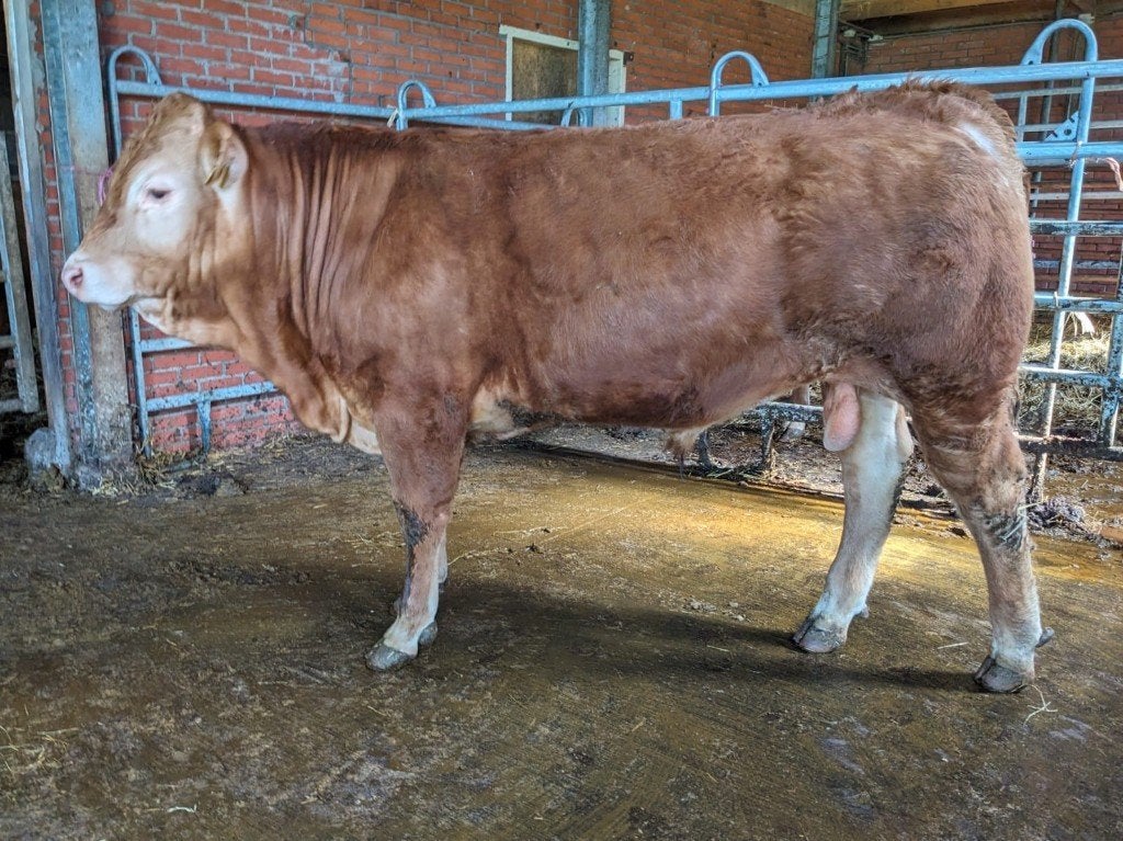 Limousin Stamboek Dekstier, Dieren en Toebehoren, Mannelijk