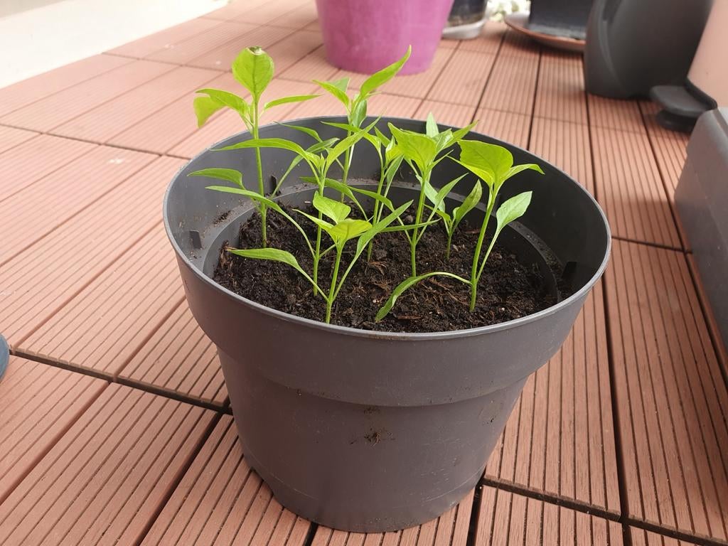 Rawits peperplantjes, Ophalen of Verzenden, Eenjarig, Groenteplanten, Volle zon