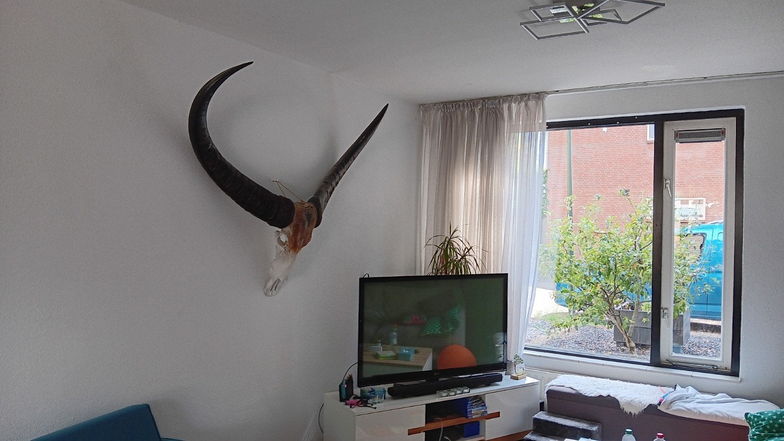 Groot decoratief gewei voor mancave of woonhuis, Huis en Inrichting, Woonaccessoires | Overige, Ophalen, Gebruikt, Bruin, Natuurlijk materiaal