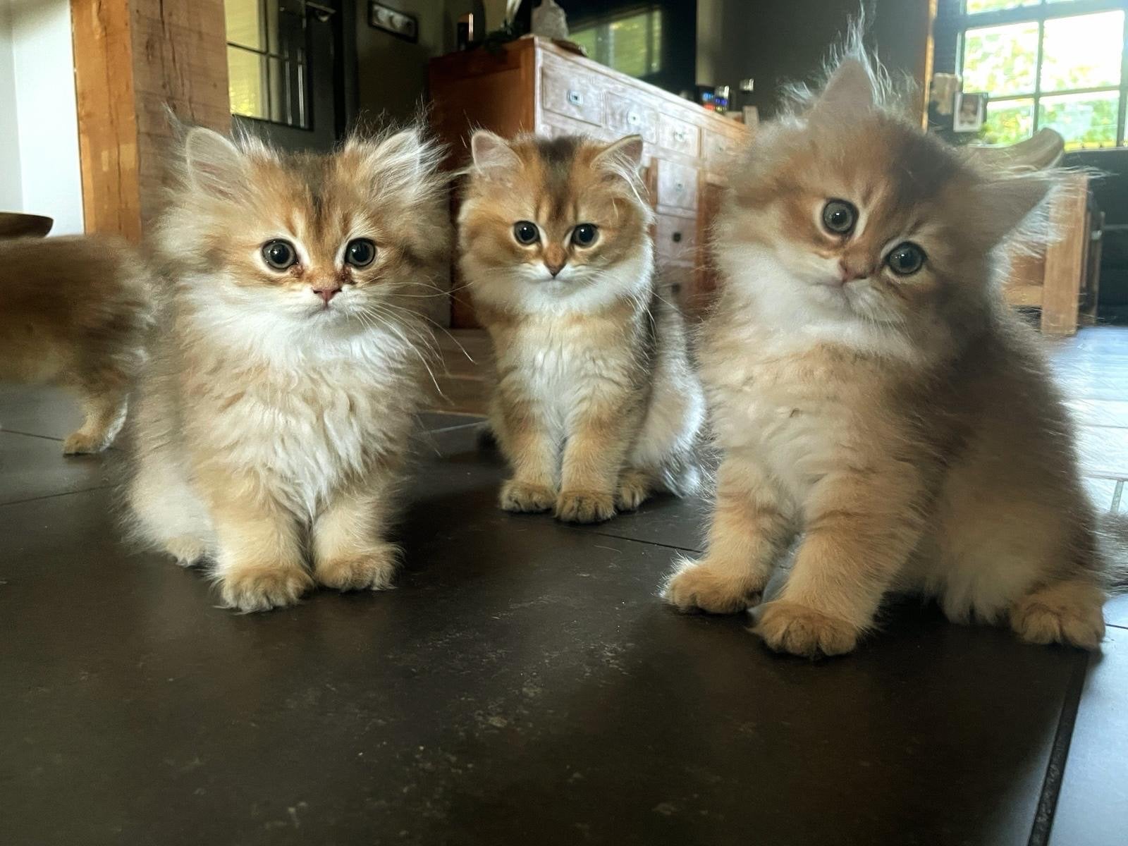 Prachtige Black golden shaded britse langhaar kittens, Kater