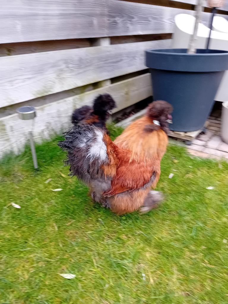 Haan, Mannelijk, Kip