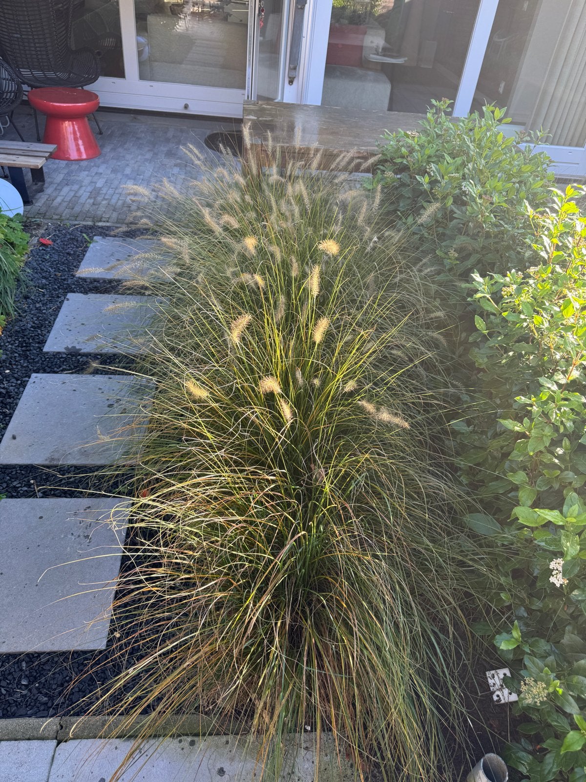 Lampenpoetsersgras (Pennisetum alopecuroides), Tuin en Terras, Ophalen, Volle zon, Vaste plant, Siergrassen