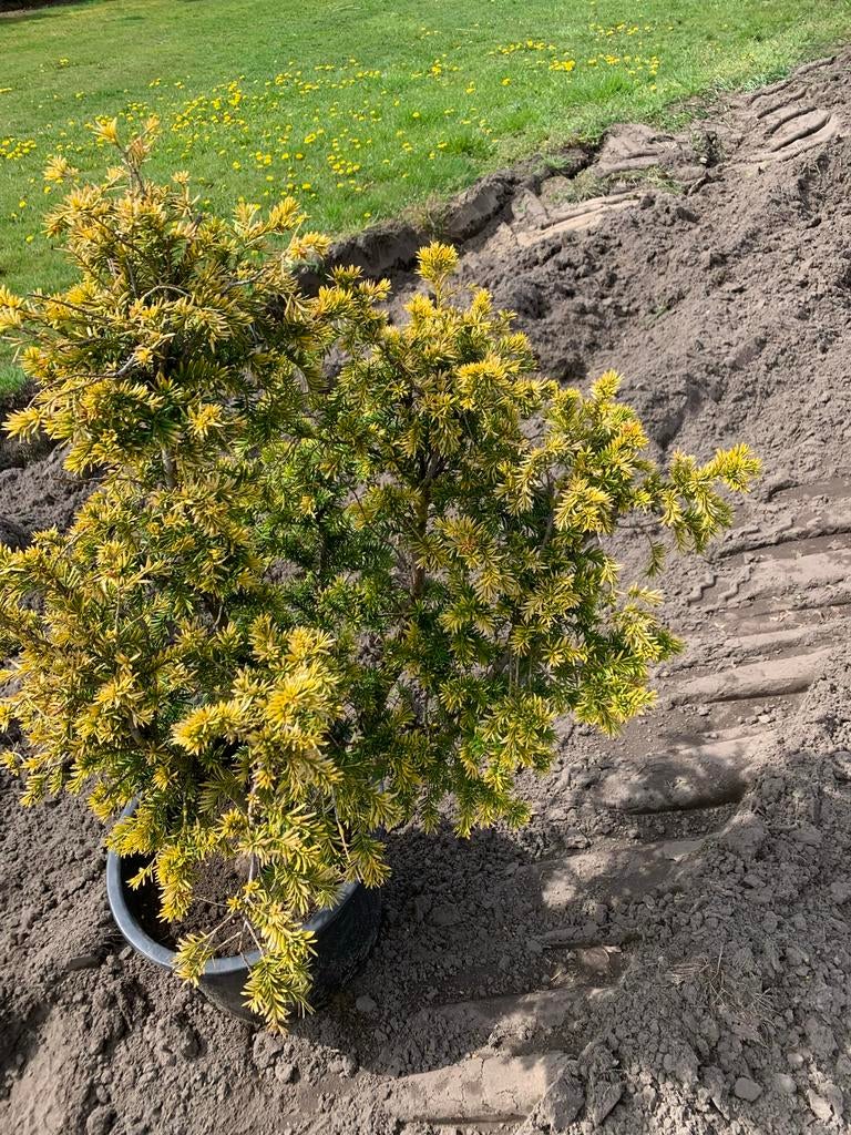 Taxus Semperaurea - Geelblijvende Dwergconifeer, Tuin en Terras, Vaste plant, Bloeit niet, Halfschaduw, Ophalen