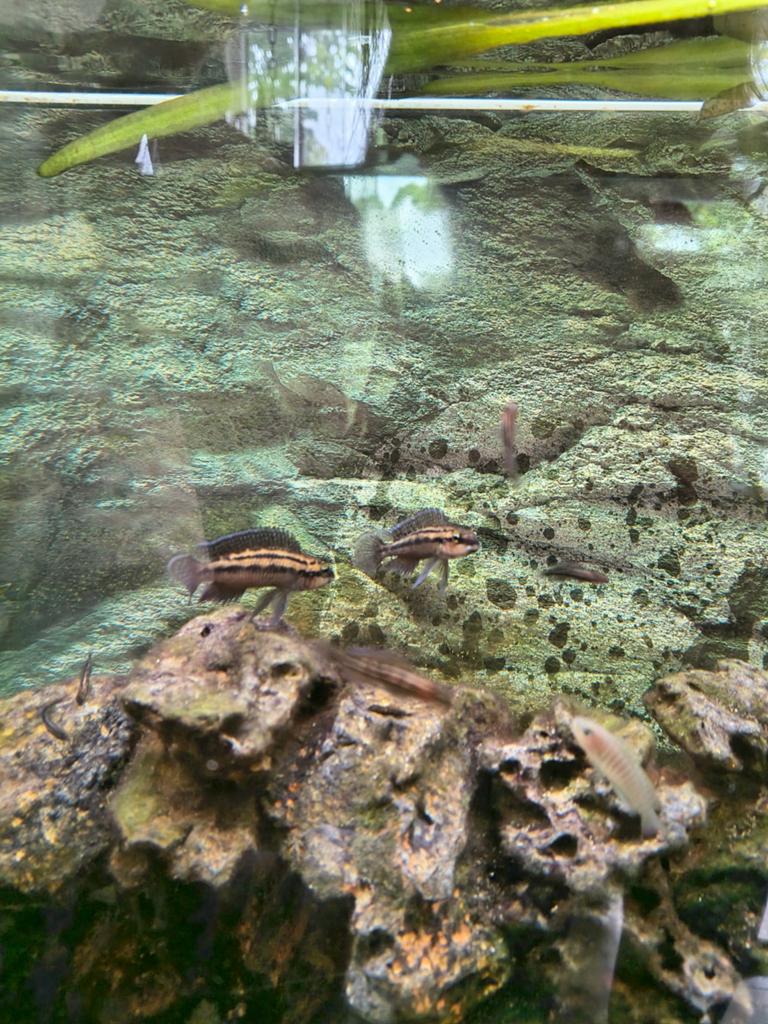 Julidochromis dickfeldi, Dieren en Toebehoren, Vis, Zoetwatervis