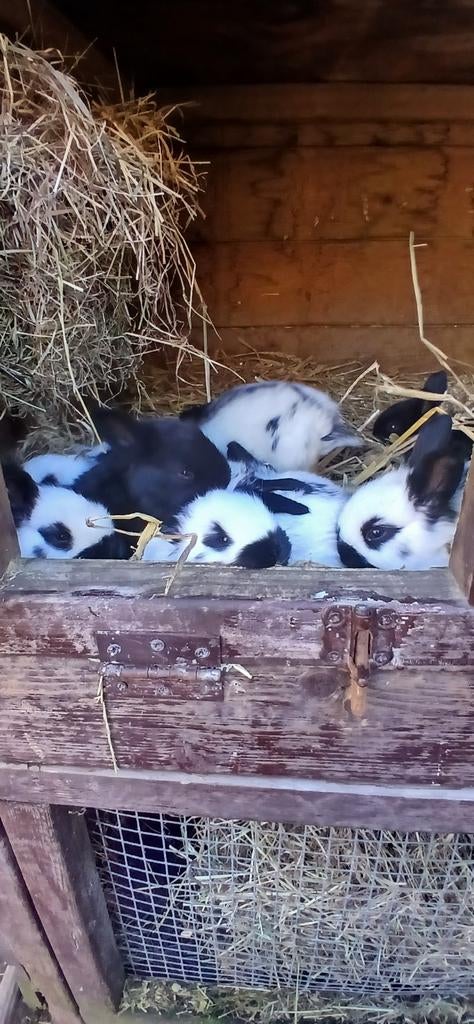 Jonge Lotharingers, Maart, Meerdere dieren, Overige typen, Tam