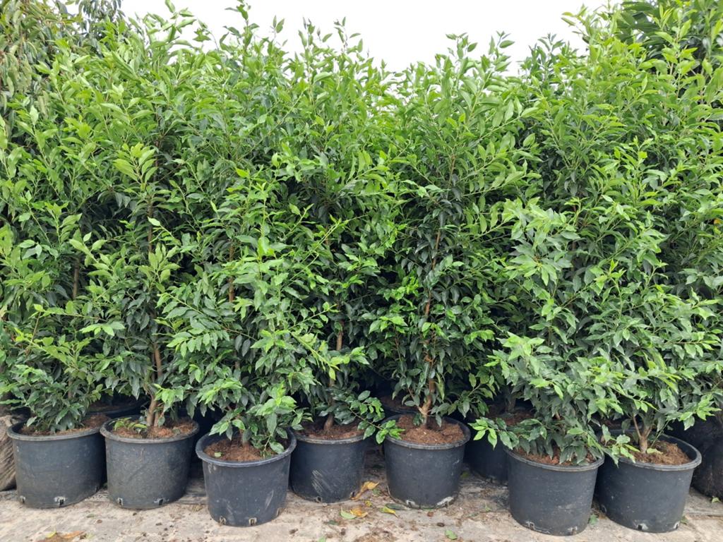 Prunus Lusitanica Angustifolia - Portugese Laurier 150-175cm, Ophalen of Verzenden, Laurier, Struik, 100 tot 250 cm