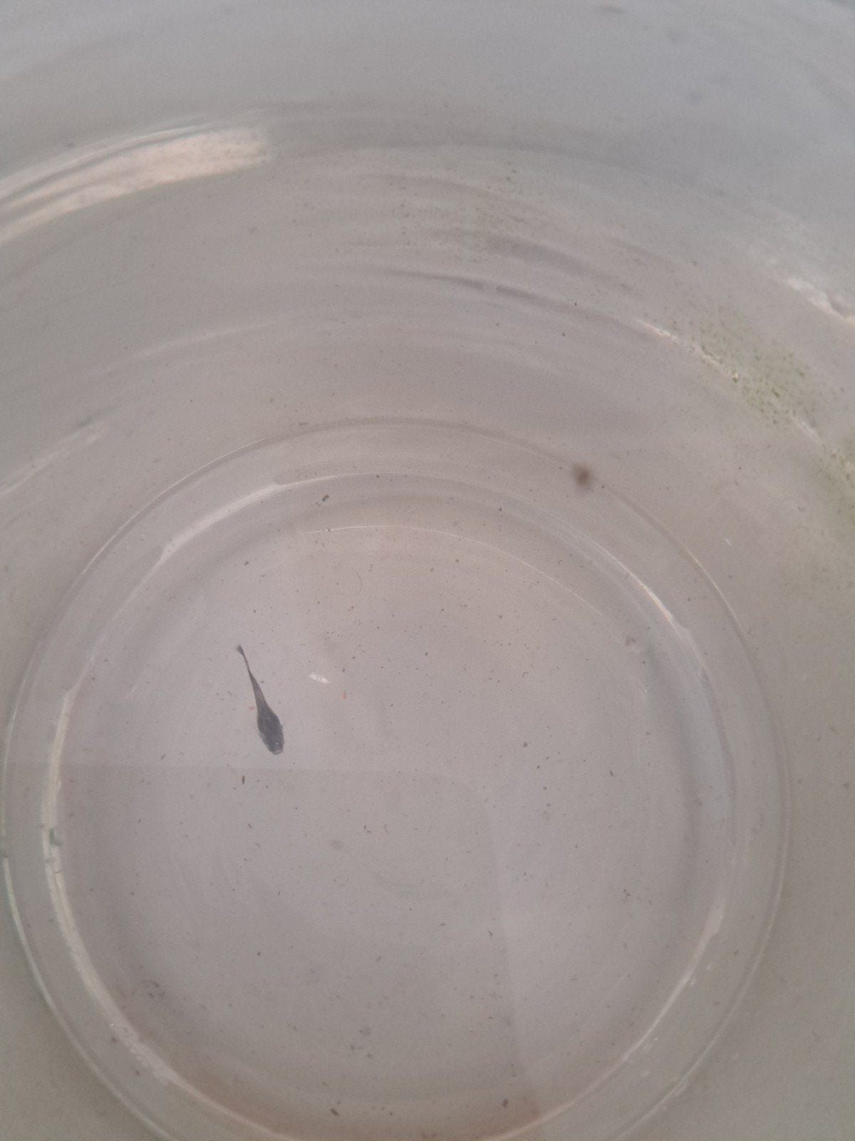 guppen te koop, Vis, Zoetwatervis, Schoolvis