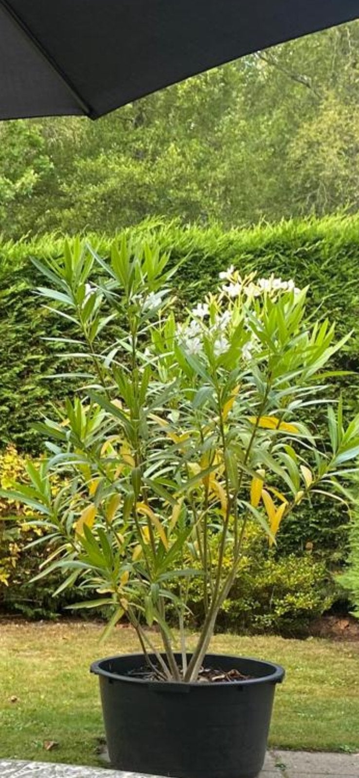 Oleander wit in grote pot, Ophalen, Overige soorten, Minder dan 100 cm