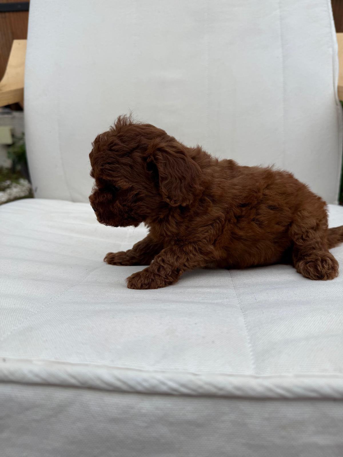 Teacup red toy poodle, Dieren en Toebehoren, Honden | Chihuahua's en Gezelschapshonden, Poedel, 8 tot 15 weken, Buitenland, Parvo