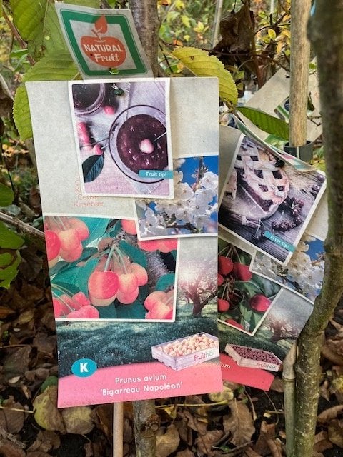 Prunus of pruim in diverse cultivars, Tuin en Terras, Ophalen, Overige soorten, Struik, 100 tot 250 cm