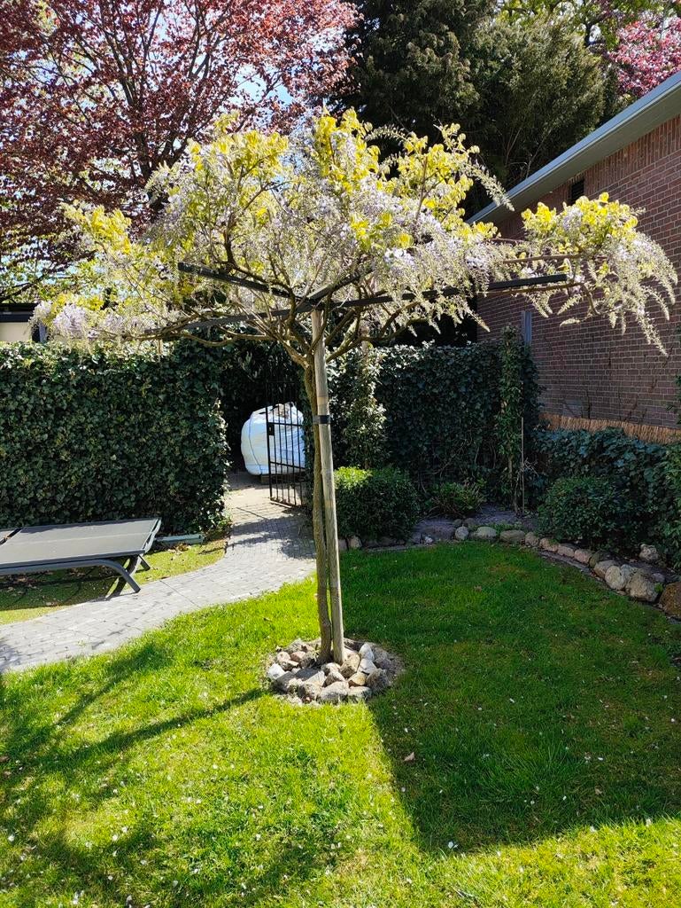 Blauwe regen (Wisteria) - Stamhoogte 1.70m - Inclusief paal, Ophalen