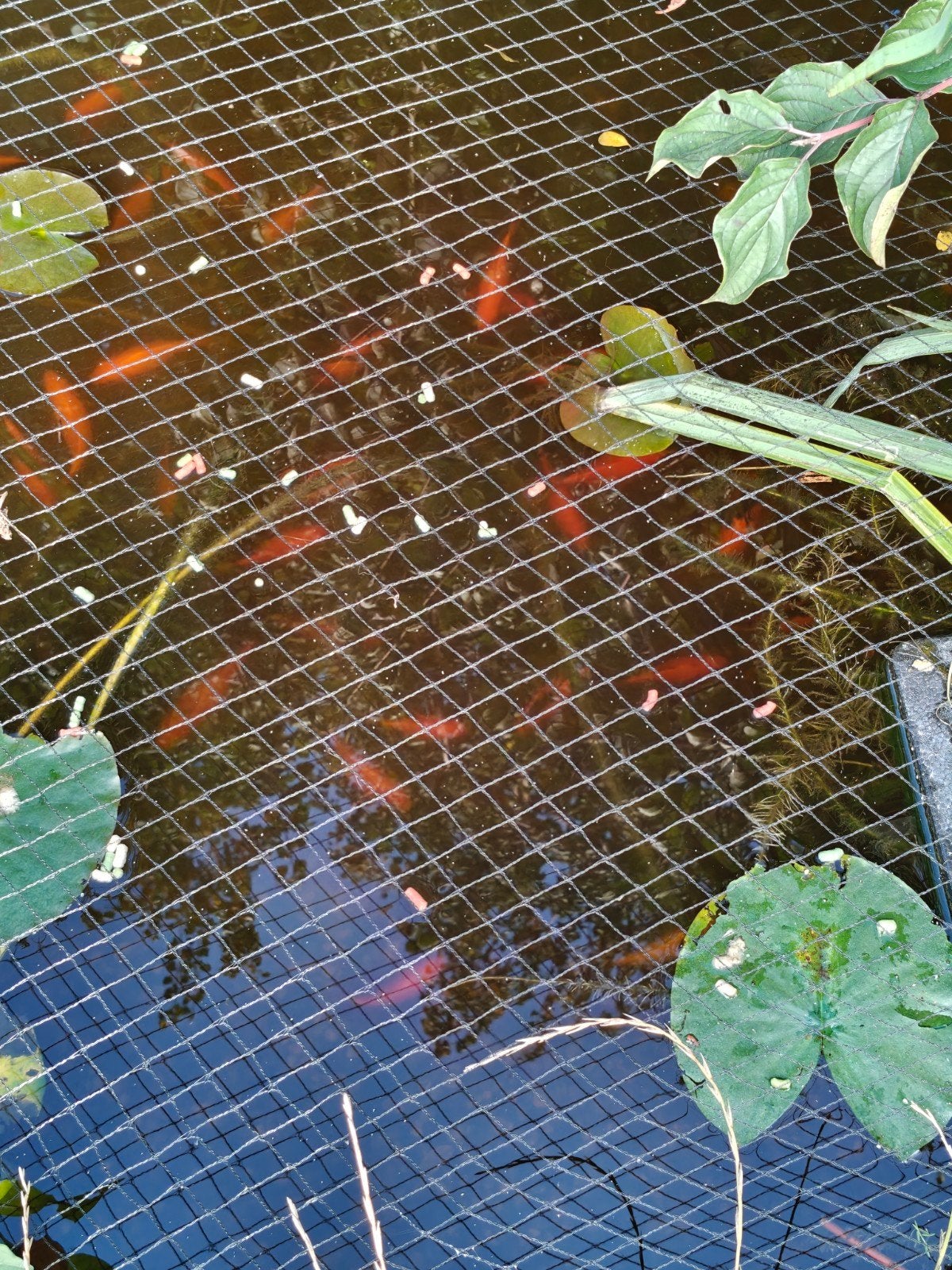 Volwassen goudvissen 10-20cm groot, Dieren en Toebehoren, Goudvis(sen)