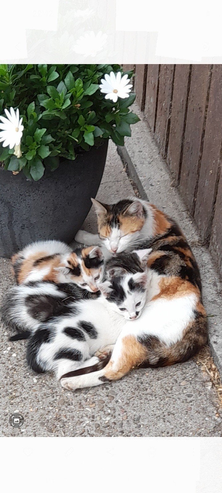 3 speelse jonge katjes te koop!, Dieren en Toebehoren, Geslacht onbekend, Kortharig, 0 tot 2 jaar