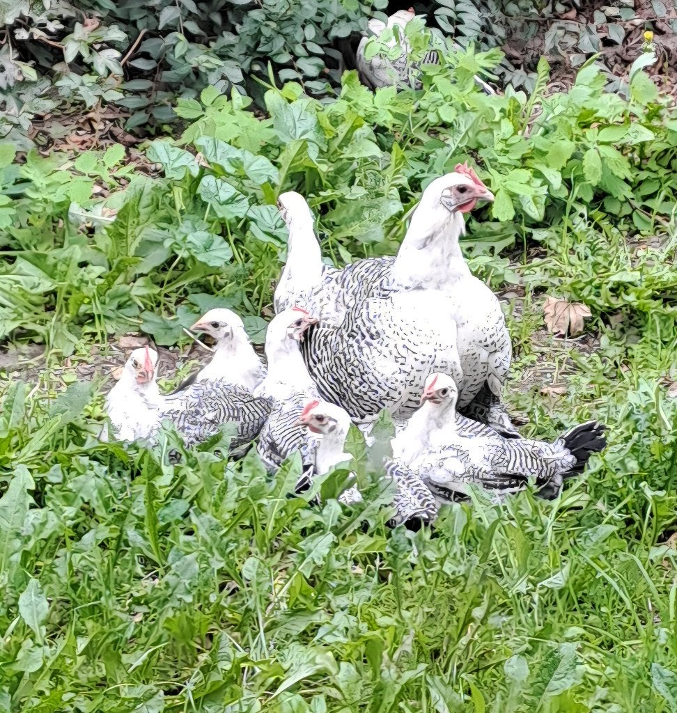 Fries Hoen haantje. Zilverpel, Mannelijk, Kip
