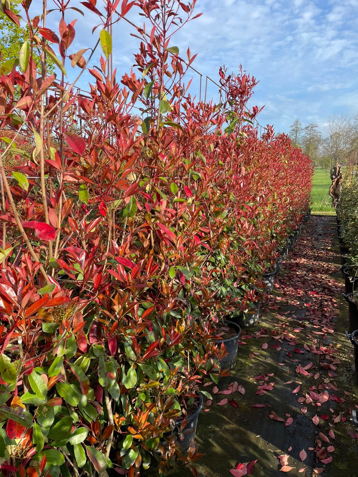 Photinia glansmispel haagelement 100x180 in pot nu euro 125., Ophalen, Overige soorten, Haag, 100 tot 250 cm