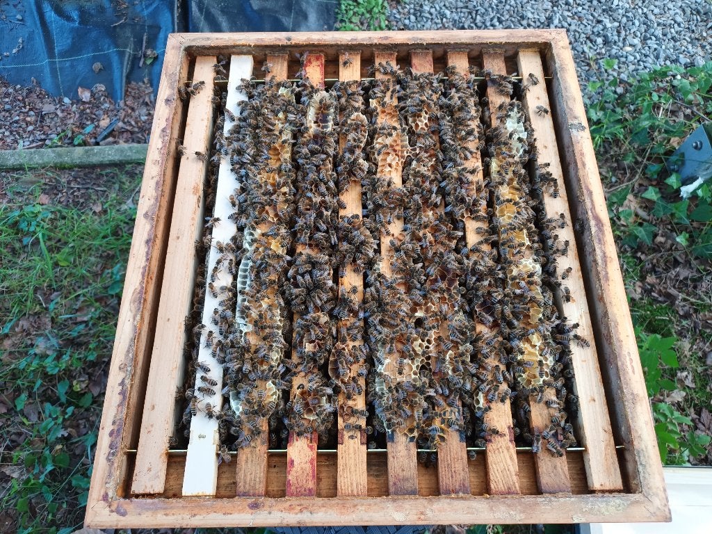 Buckfast F2 bijenvolk, Dieren en Toebehoren, Bijen