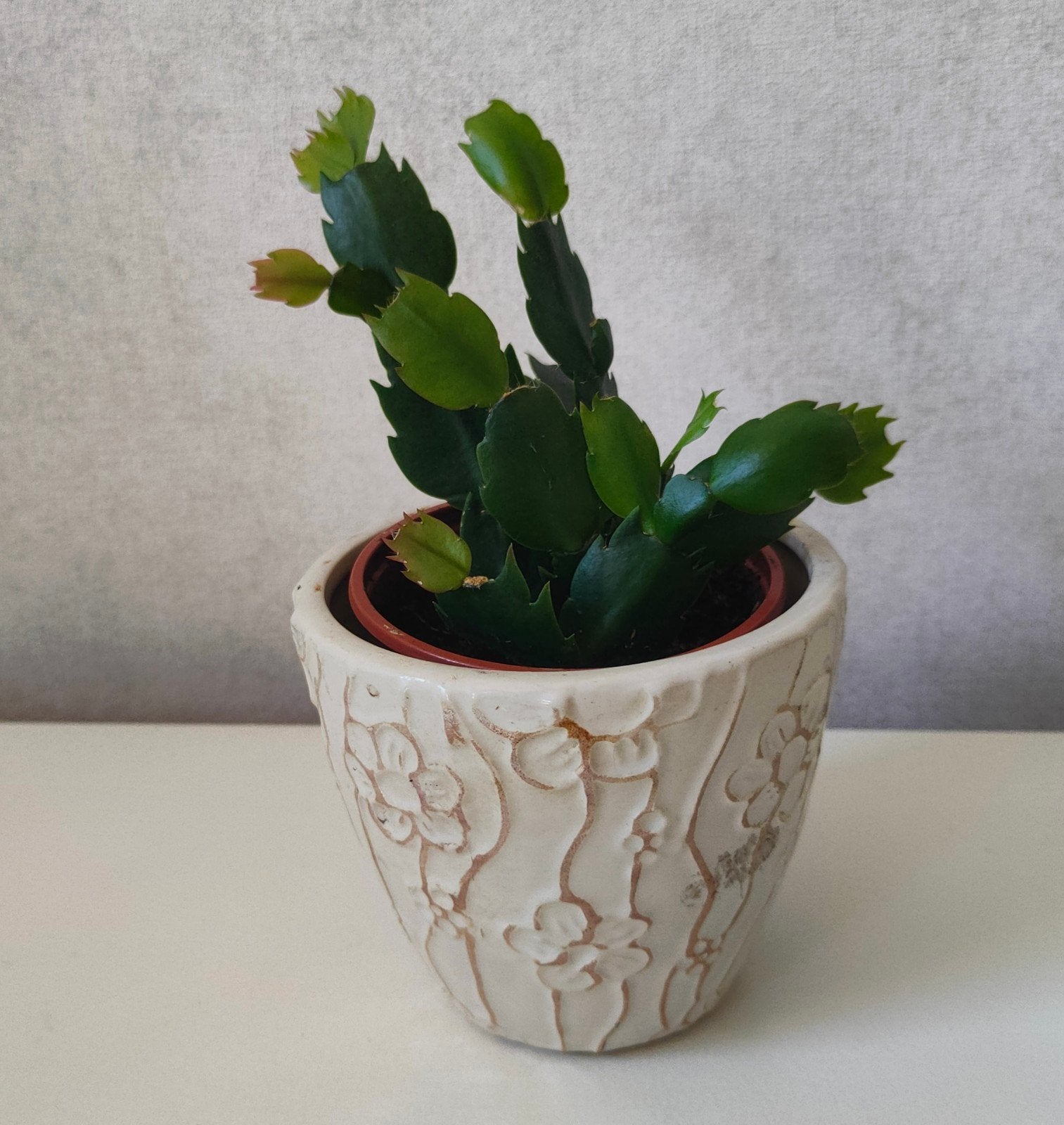 Lidcactus, Schlumbergera truncata, kerstcactus, Ophalen, Overige soorten, Halfschaduw, In pot