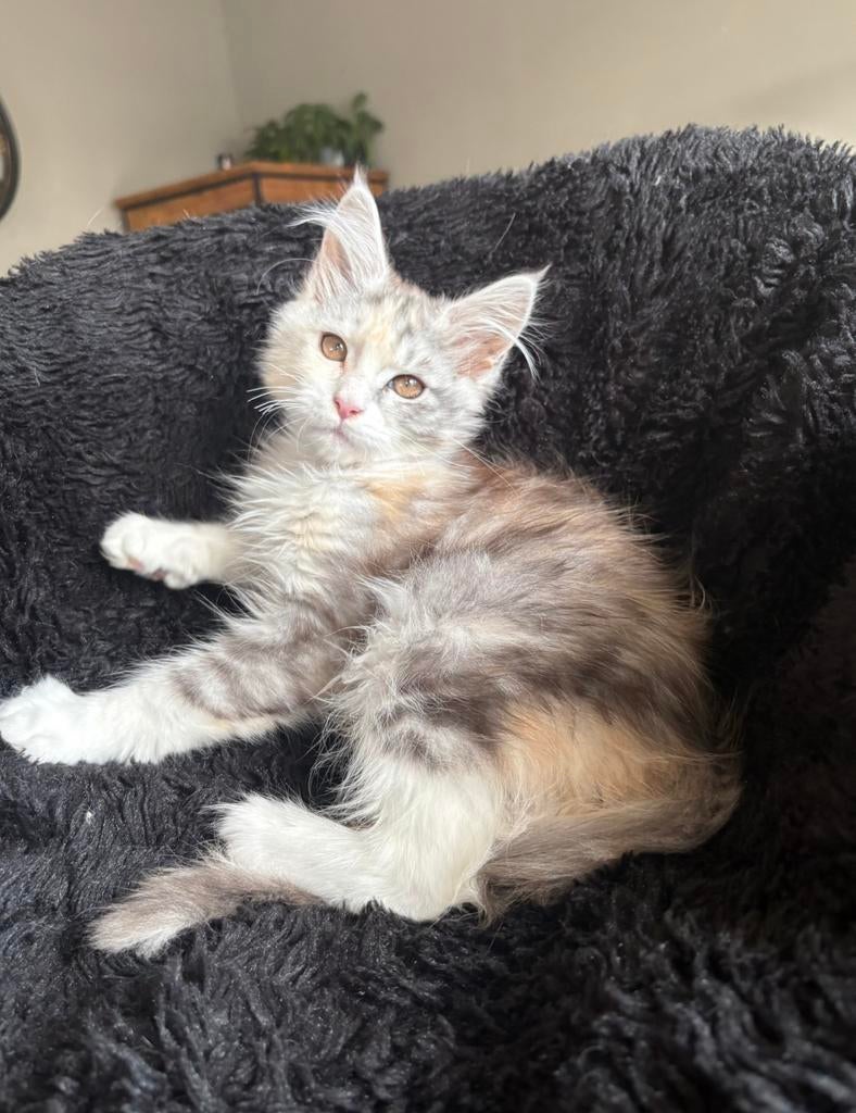 Maine coon kittens met stamboom., Dieren en Toebehoren, Katten en Kittens | Raskatten | Langhaar, Meerdere dieren, Met stamboom