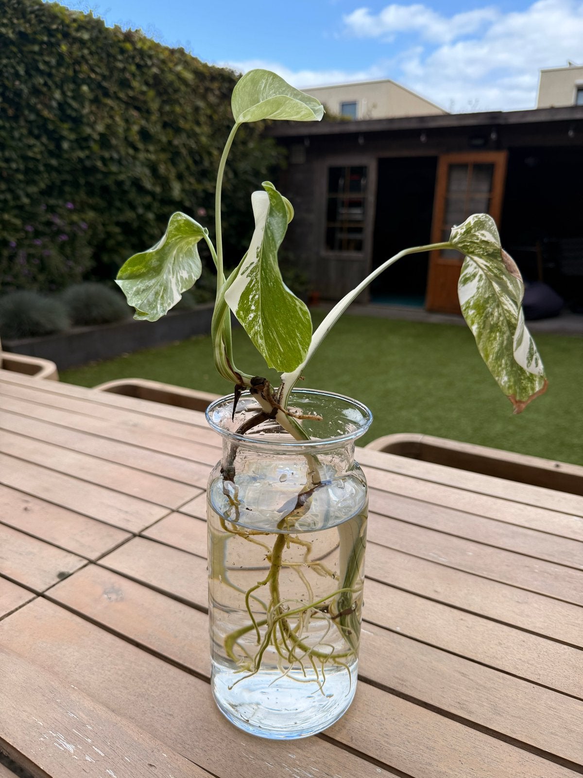 Monstera Albo Variegata - Prachtige Witbonte Kamerplant, Huis en Inrichting, Ophalen, Overige soorten, Halfschaduw, Minder dan 100 cm