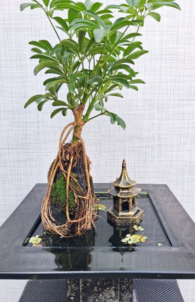 1 Bonsai Schefflera- Vingerplant Op steen In Water-Wierrook, Bloeit niet, Halfschaduw, Overige soorten, Minder dan 100 cm