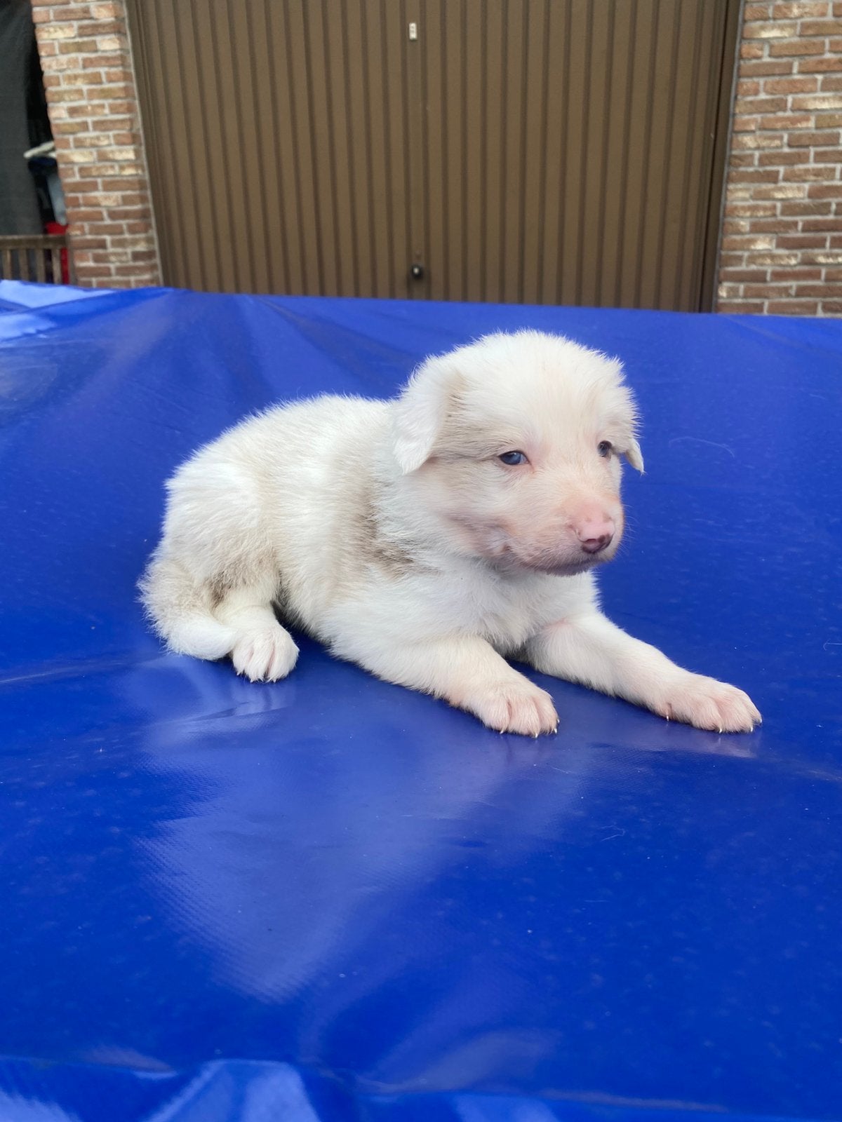 Bordercollie puppy, België, Particulier, 8 tot 15 weken, Collie