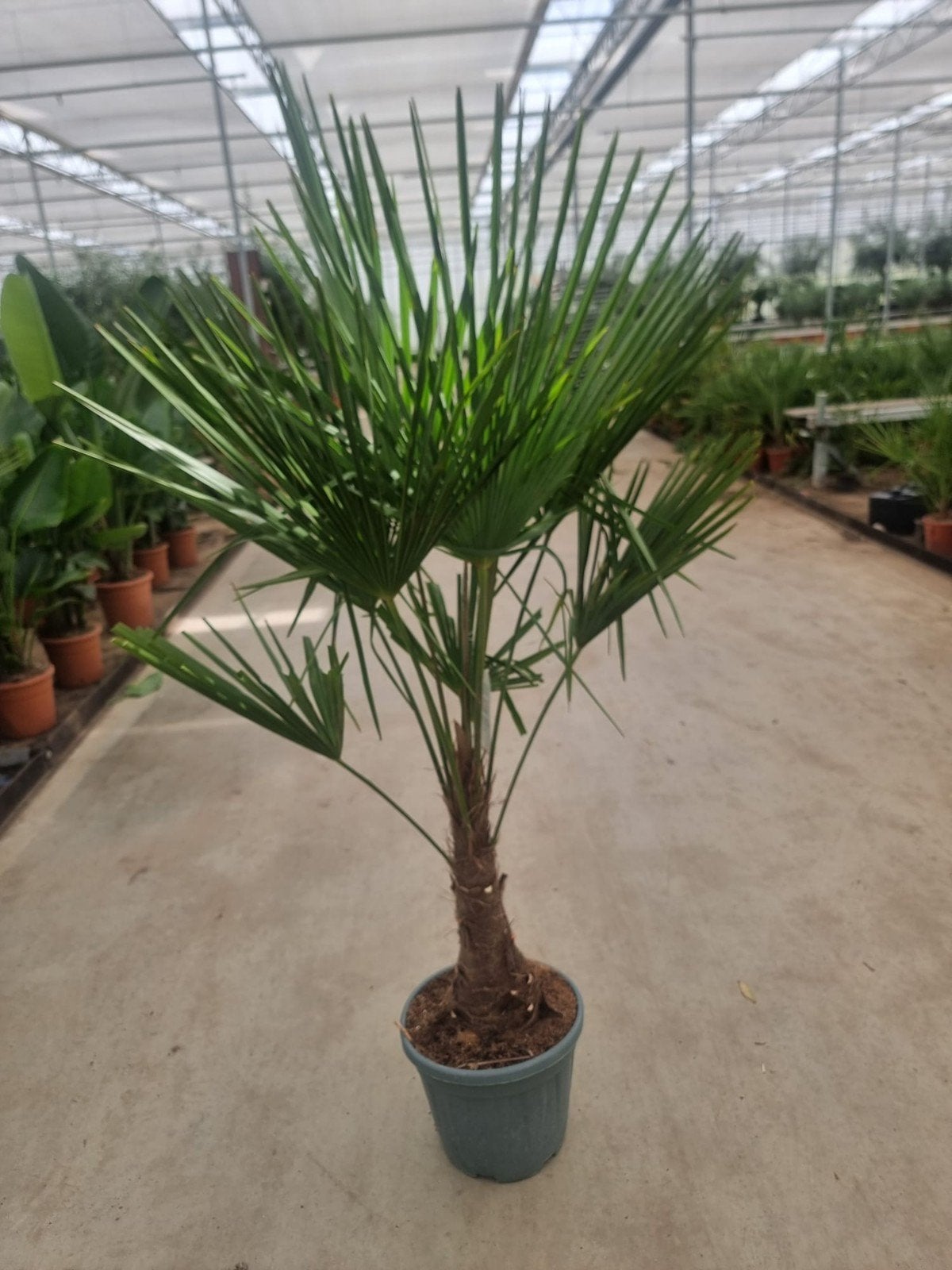 Trachycarpus fortunei palm vanuit kwekerij, Ophalen, In pot, Halfschaduw, Minder dan 100 cm
