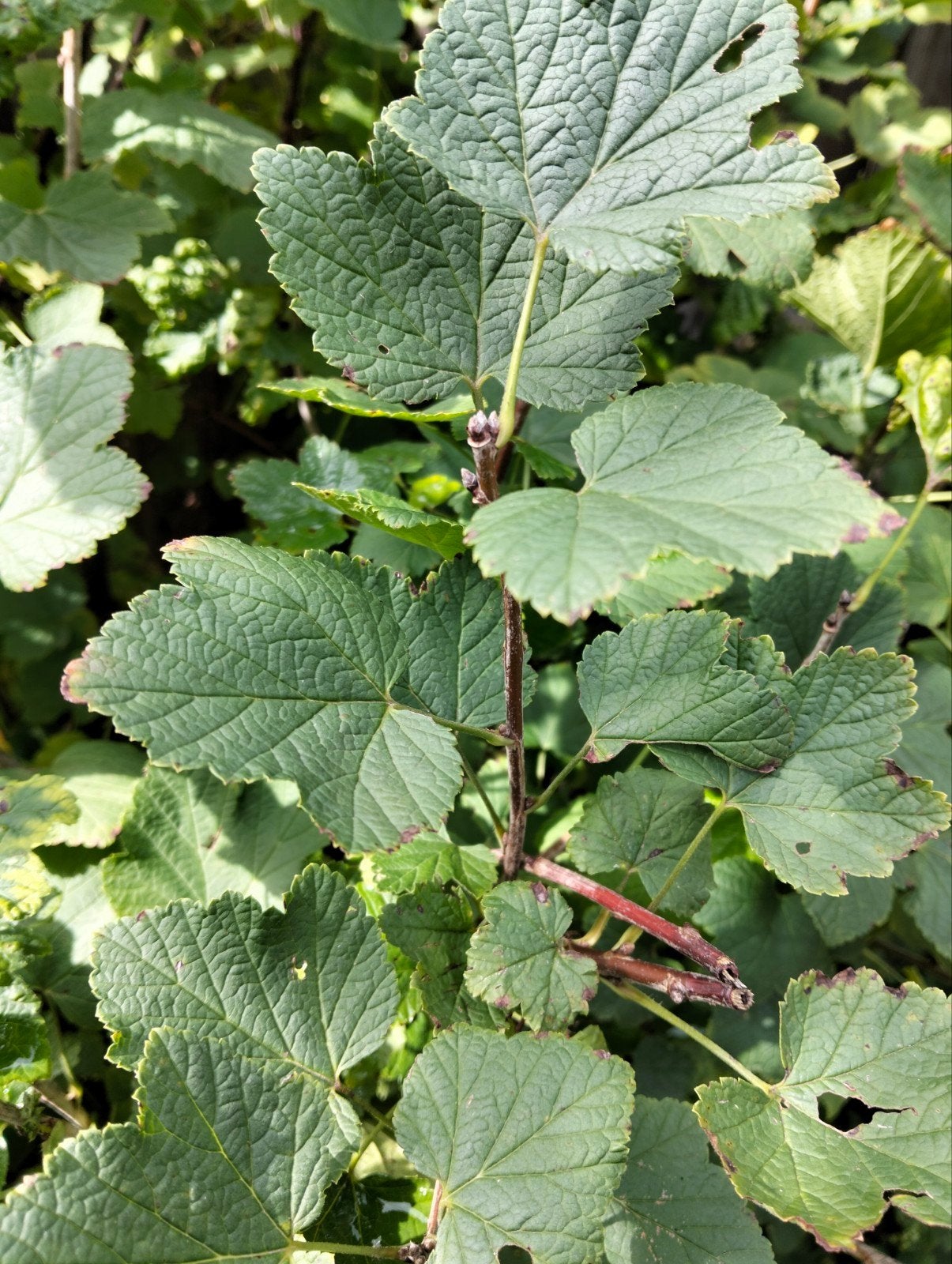 rode aalbes plant - Ribes, Volle zon, Vaste plant, Ophalen of Verzenden, Fruitplanten