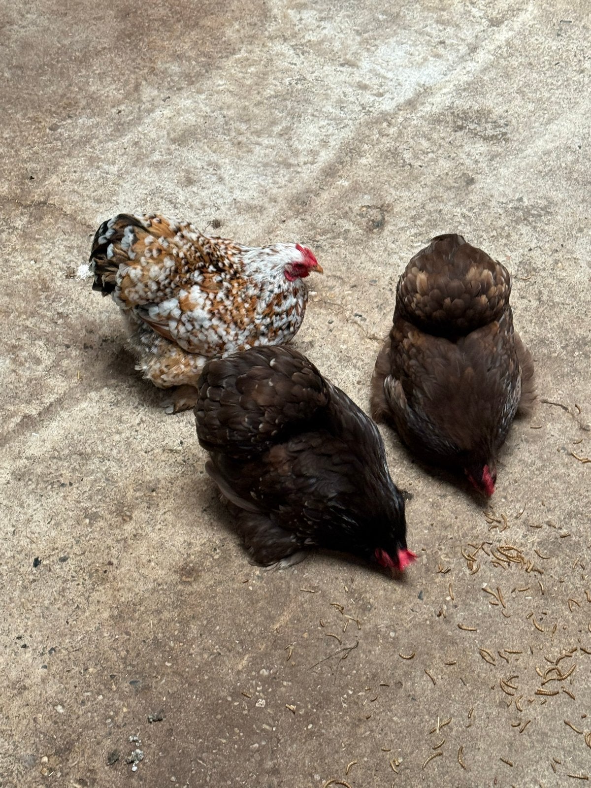 Drie Cochin krielkippen - hennen, Dieren en Toebehoren, Pluimvee, Vrouwelijk, Kip