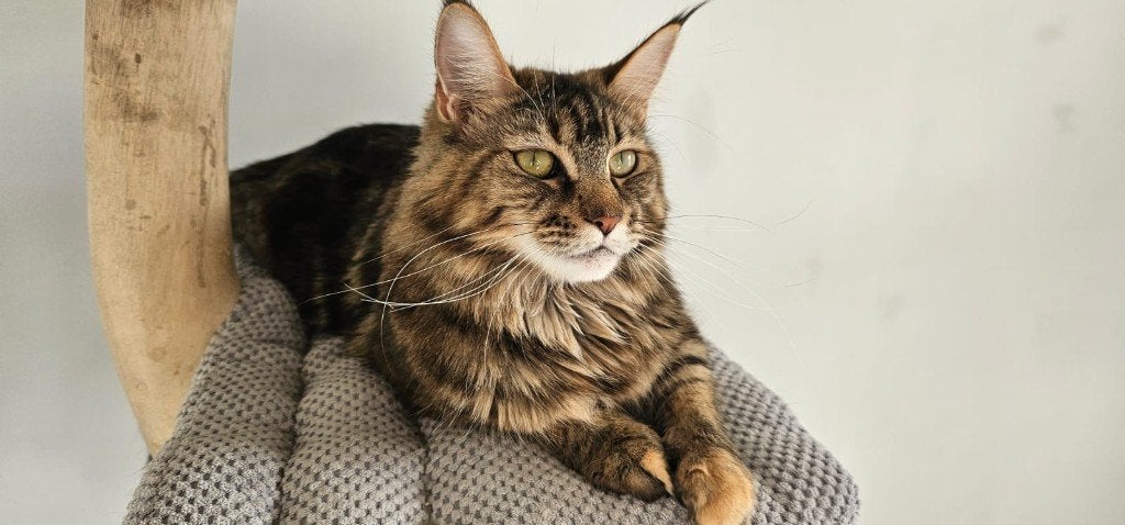 Herplaatsing Maine Coon poes met stamboom – volledig getest, Poes, Met stamboom, 3 tot 5 jaar