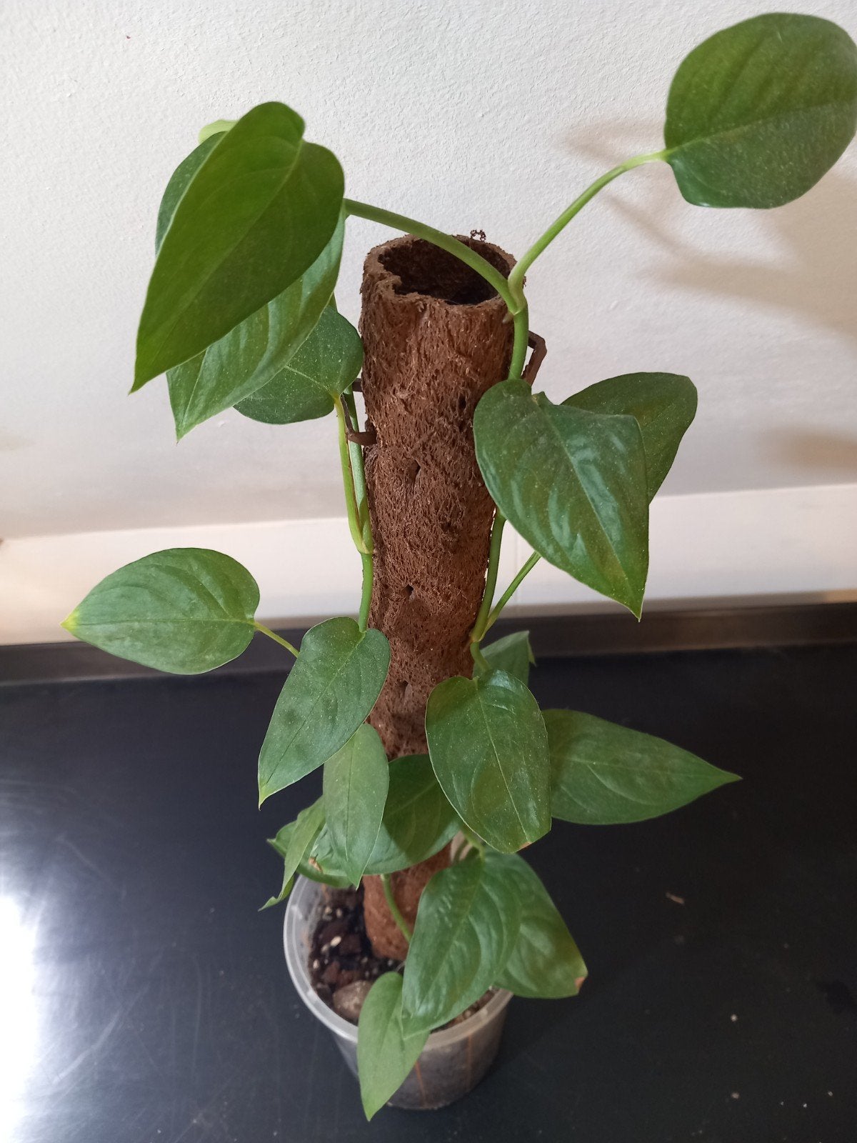 Monstera Praetermissa., Huis en Inrichting, Kamerplanten, Ophalen of Verzenden, Halfschaduw, Minder dan 100 cm