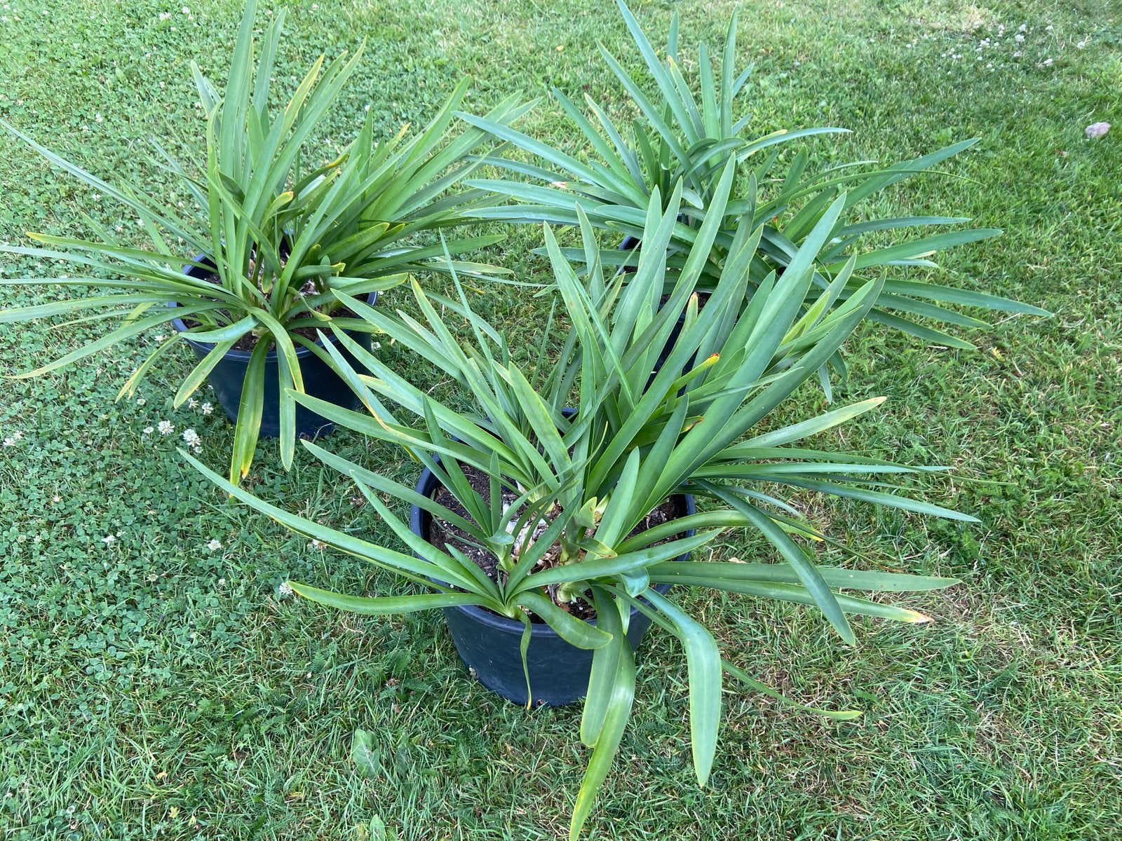 Meerdere Agapanthus blauw Afrikaanse lelie 10 euro per stuk, Volle zon, Vaste plant, Zomer, Ophalen