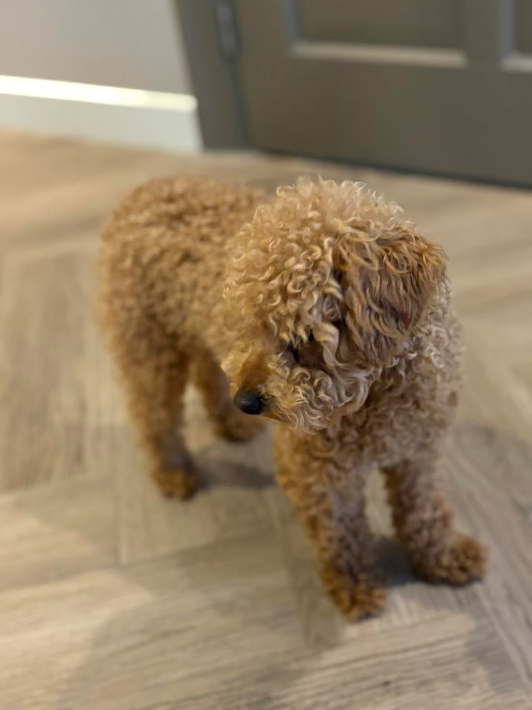 Abrikoos toy poedel teefje, Dieren en Toebehoren, Poedel, 1 tot 2 jaar, Teef, Parvo