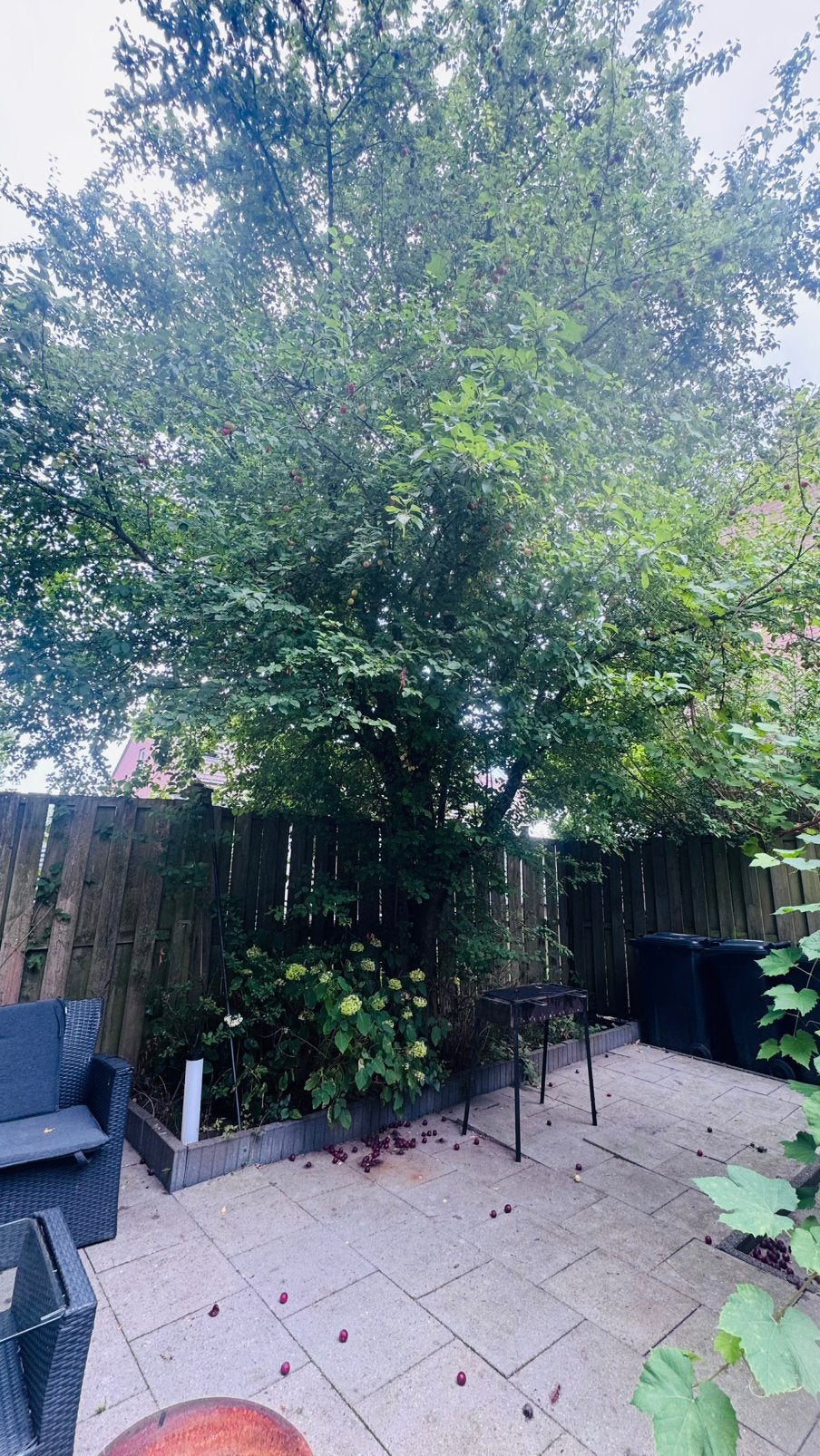 Gratis ophalen Pruimenboom ca. 7m hoog en Appelboom ca. 4m, Ophalen, Lente, Volle zon, Overige soorten
