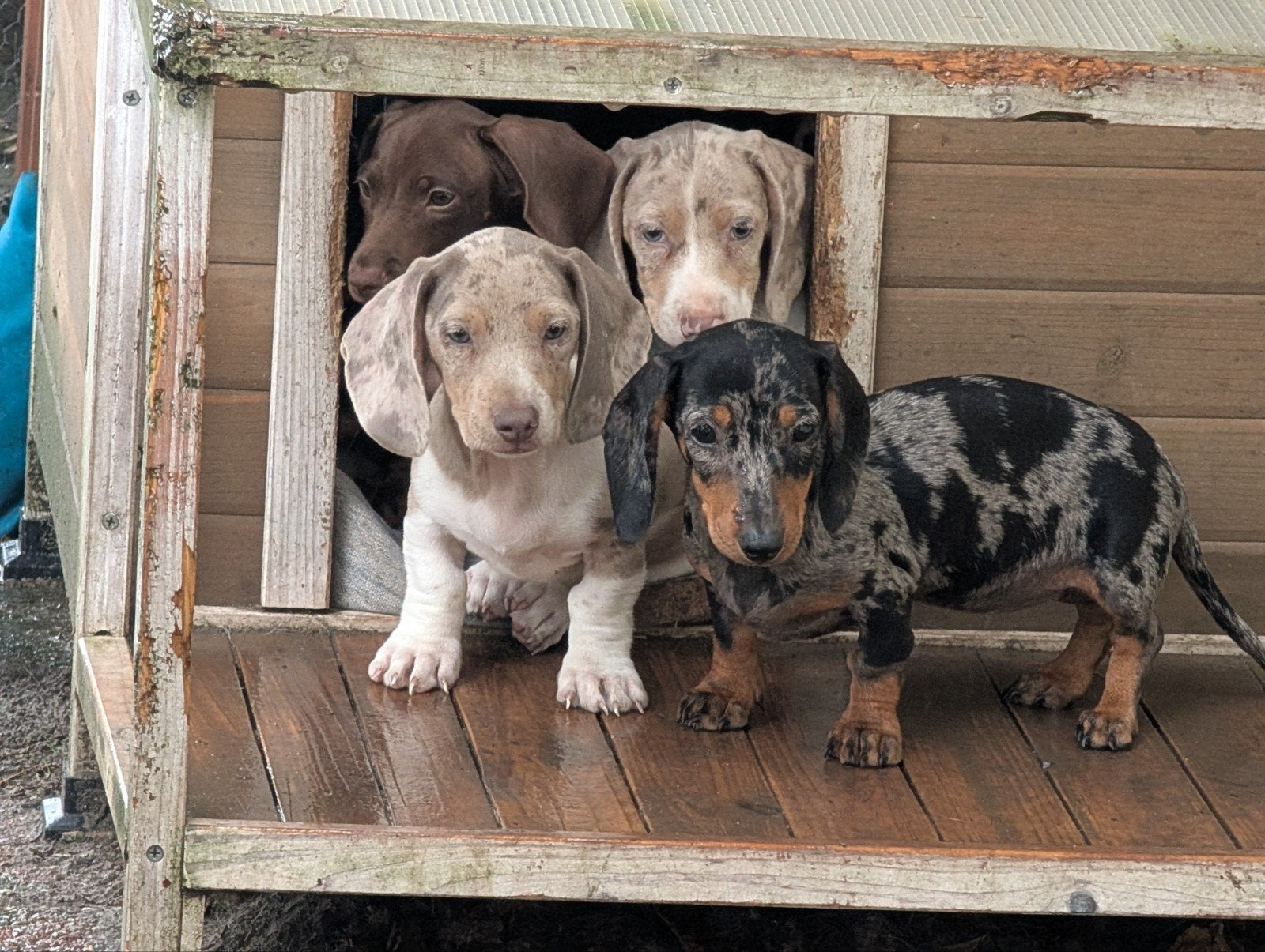 vrolijke gladhaar teckel pups, Parvo, 8 tot 15 weken, Korthaar, Dwerg