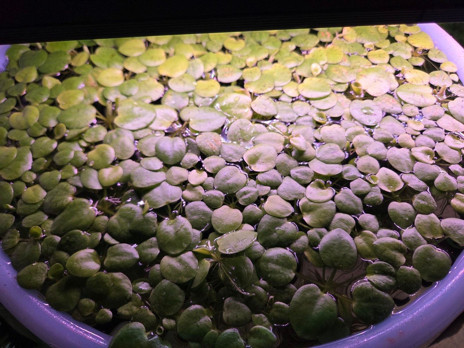 Limnobium Laevigatum, Dieren en Toebehoren, Vissen | Aquaria en Toebehoren, Ophalen, Plant(en), Steen of Hout