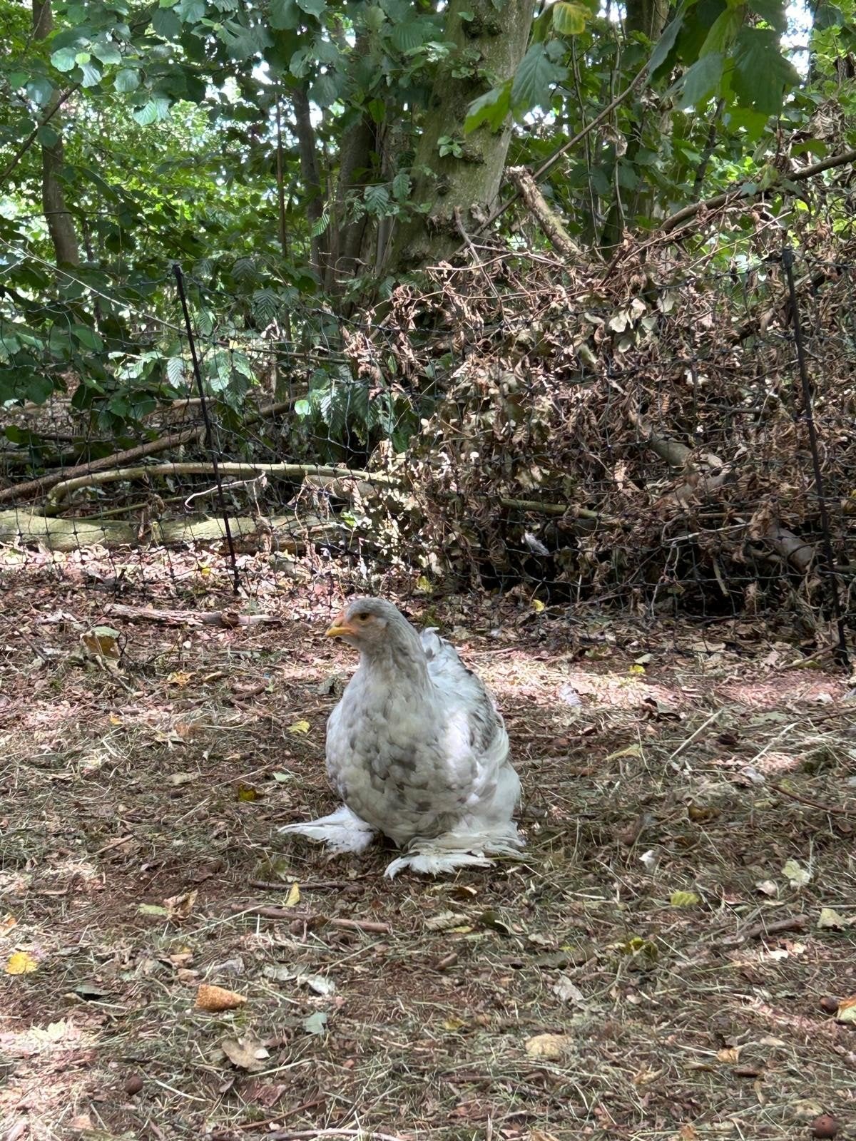 Jonge Brahma hanen, Dieren en Toebehoren, Pluimvee, Mannelijk, Kip