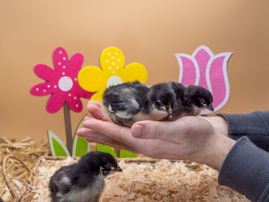 Jonge tamme Marans kuikens gesekst en ingeënt, Dieren en Toebehoren, Pluimvee, Geslacht onbekend, Kip